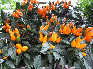 DSCF0522